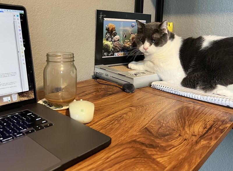 Access Emergency Cat Care Information