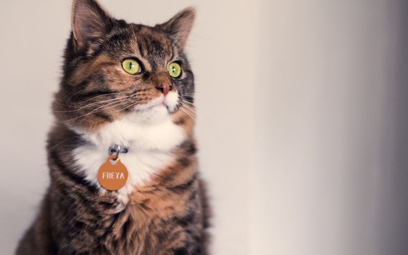 Adjustable Cat Collar
