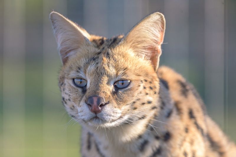 African Serval