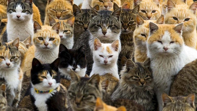 All Cats are Lactose Intolerant 