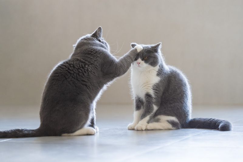 Altered Social Interactions