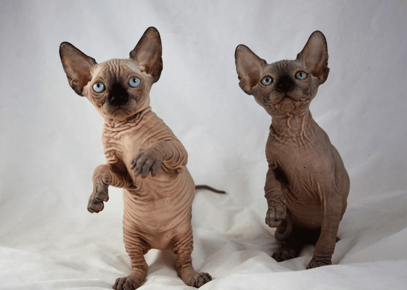 Always Has Kittens Available