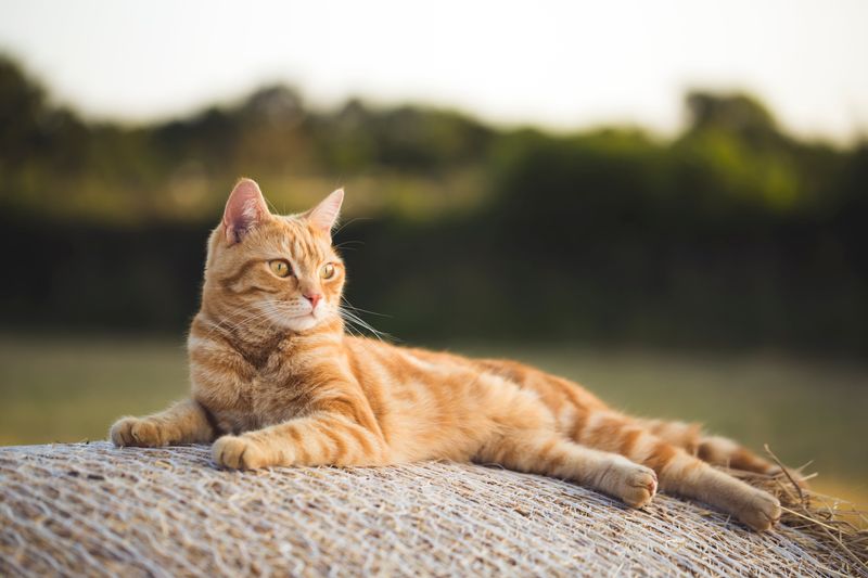 American Shorthair