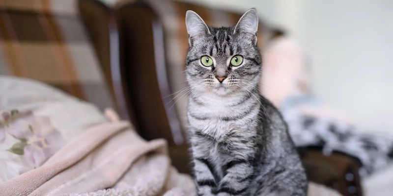 American Shorthair