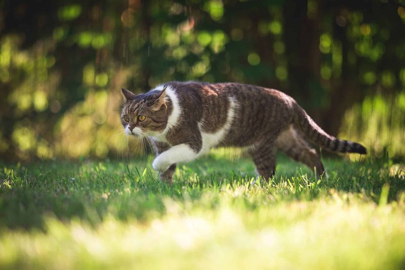 American Shorthair