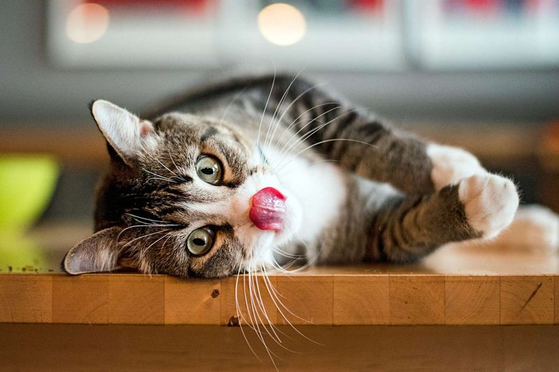 American Shorthair