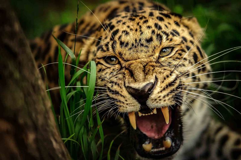 Amur Leopard