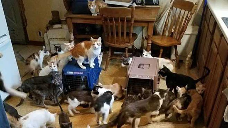 An Ever-Increasing Cat Count Without a Limit in Sight