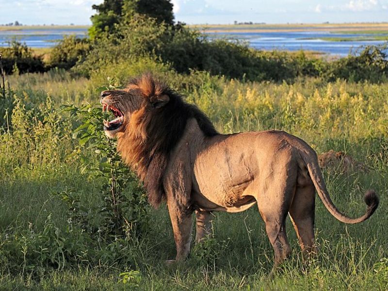 Asiatic Lion