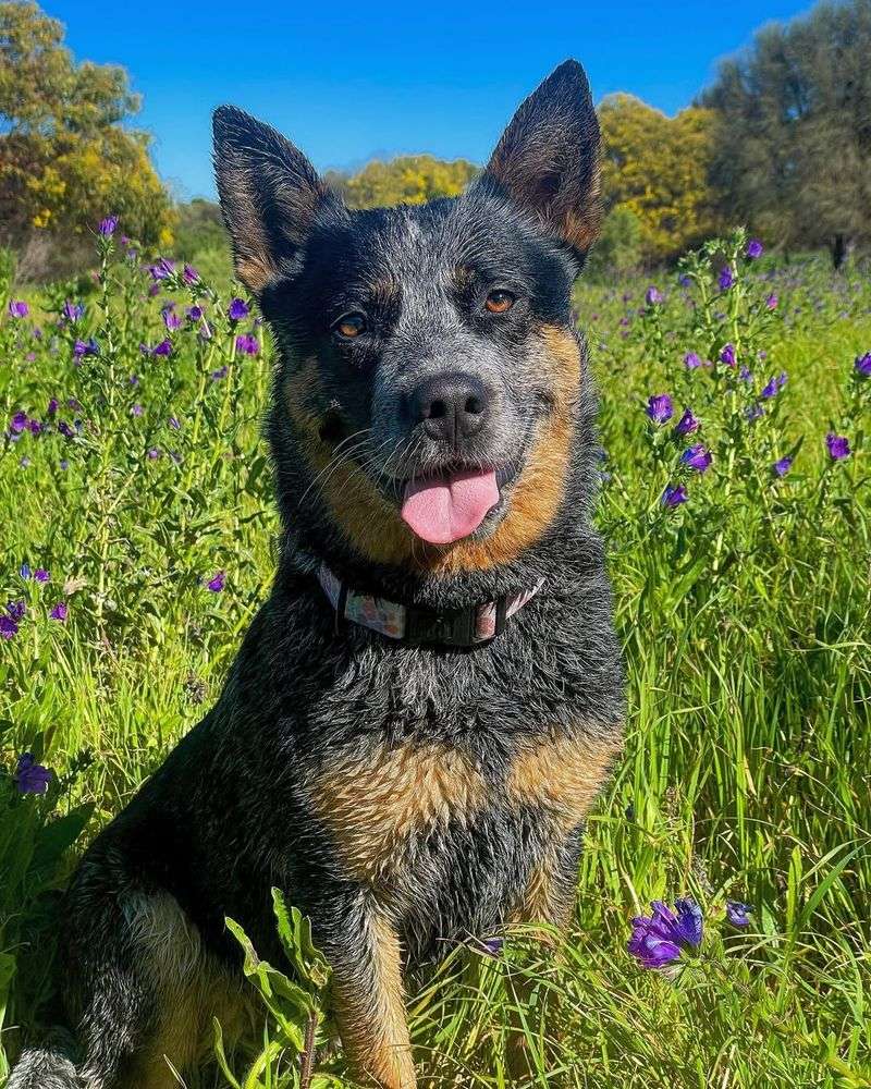 Australian Cattle Dog