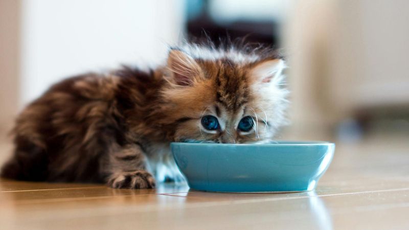 Baby Food