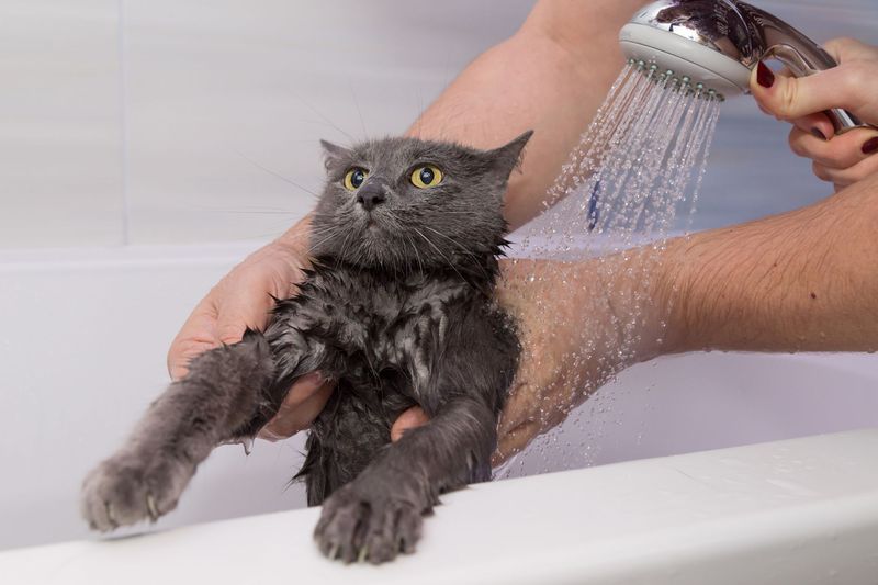 Bathing Bonanza (When Needed)