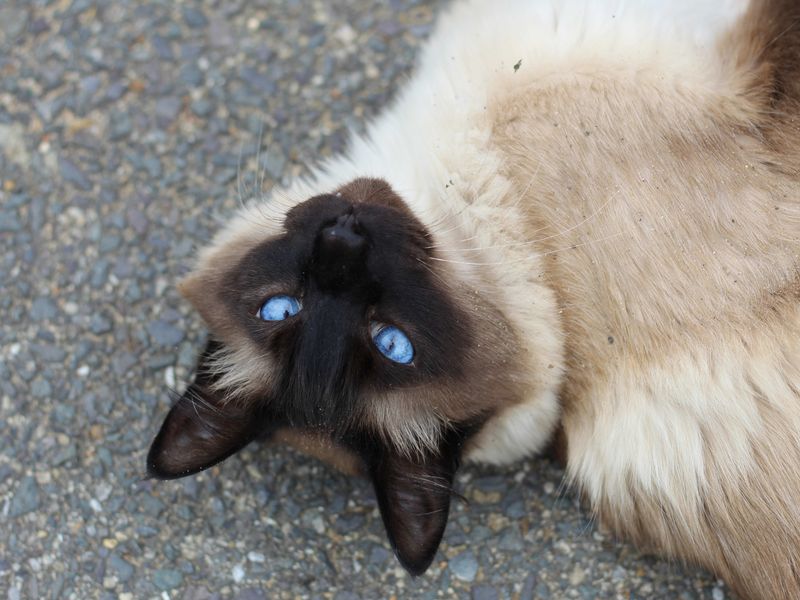 Begging for Attention