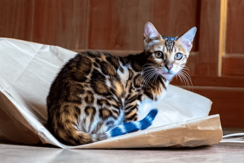 Bengal
