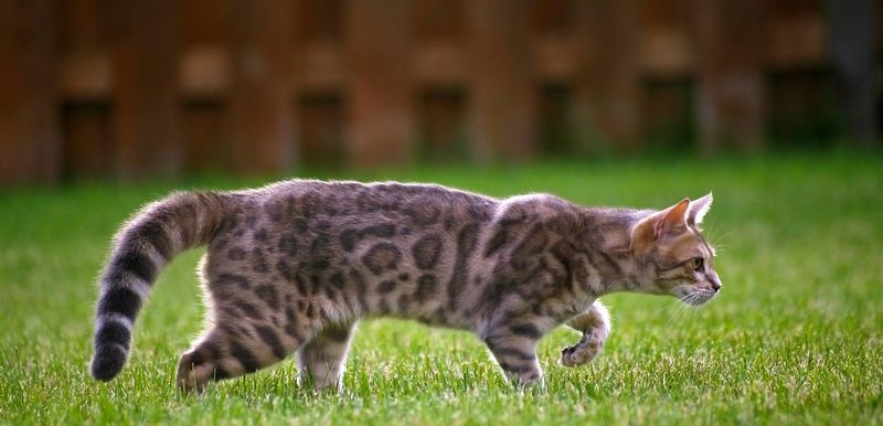 Bengal