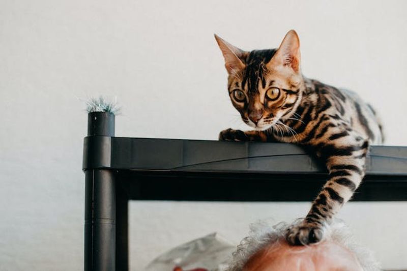 Bengal