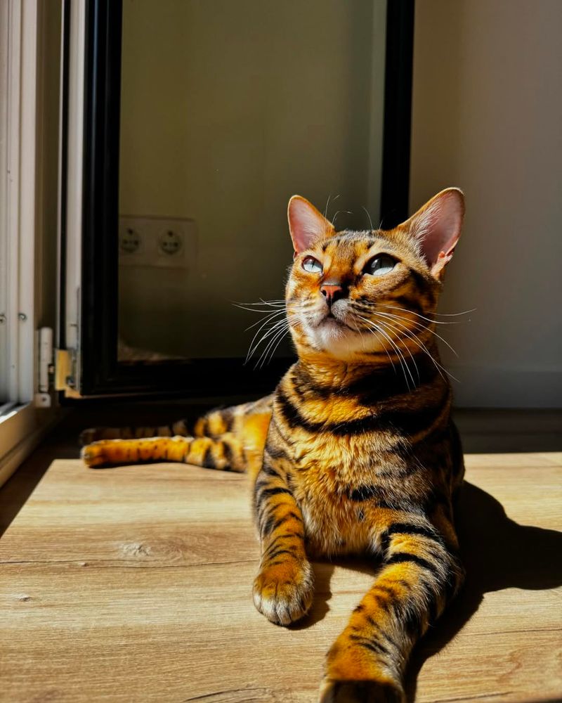 Bengal