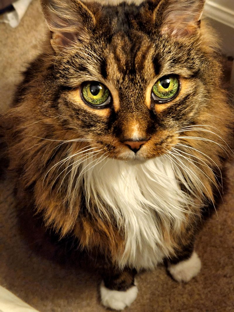 Bengal Maine Coon Mixes Are Healthy but Prone to Breed-Specific Issues