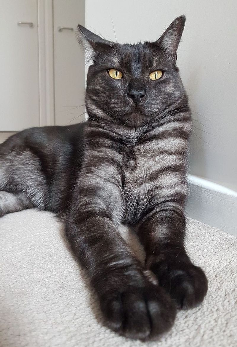 Bengal Maine Coon Mixes Are Large and Muscular