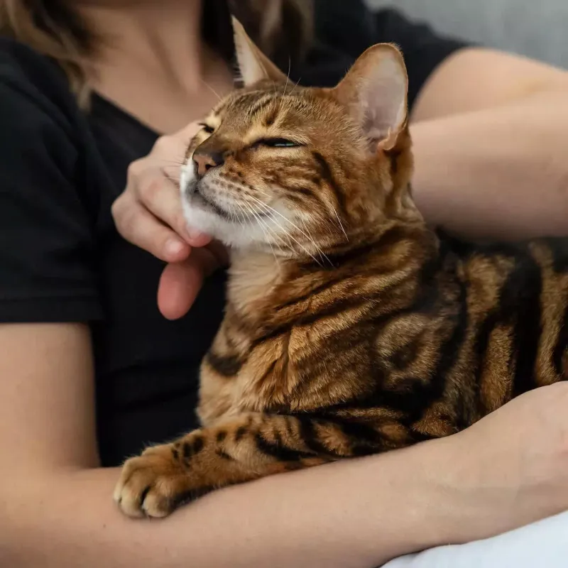 Bengal
