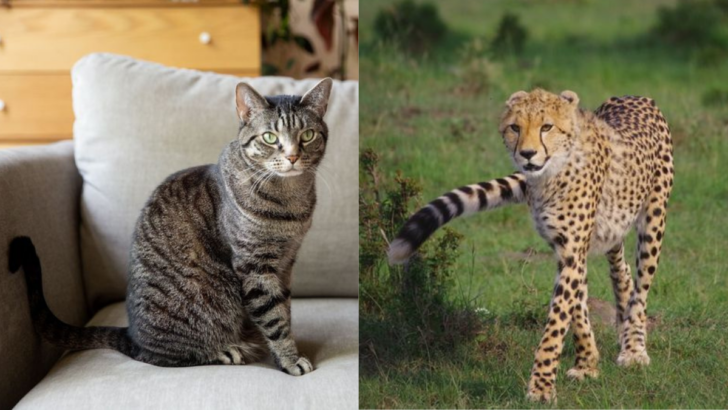 Big Cats vs. Small Cats — 15 Mind-Blowing Differences