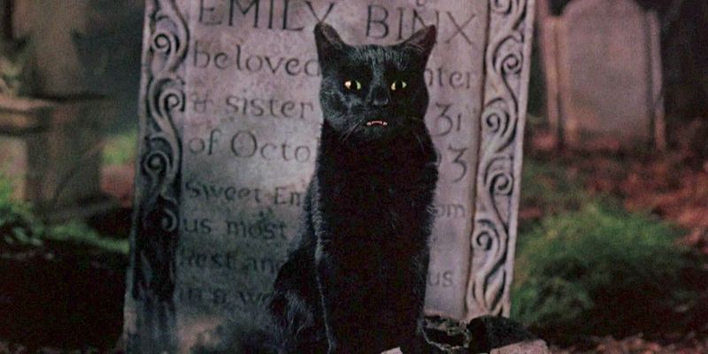 Binx from Hocus Pocus