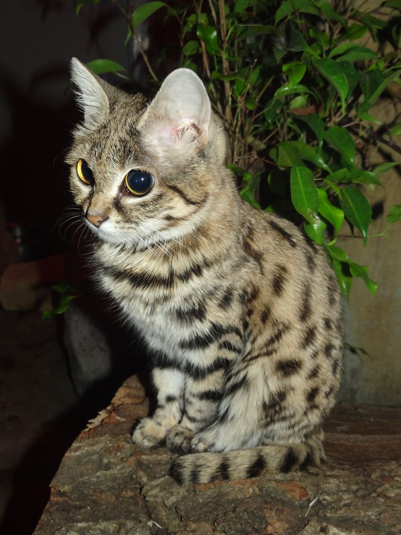 Black-Footed Cat