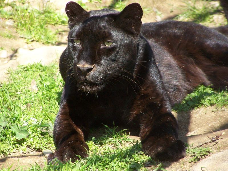 Black Panther (Melanistic Leopard)