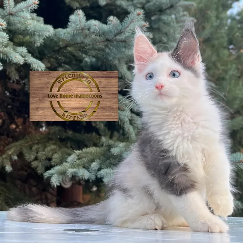 Blue Bicolor Maine Coon