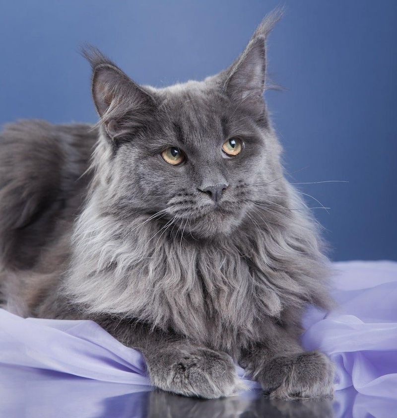 Blue Maine Coon