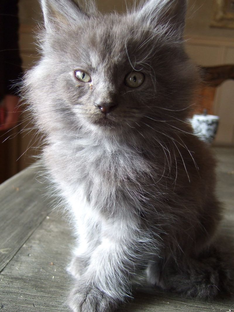 Blue Smoke Maine Coon