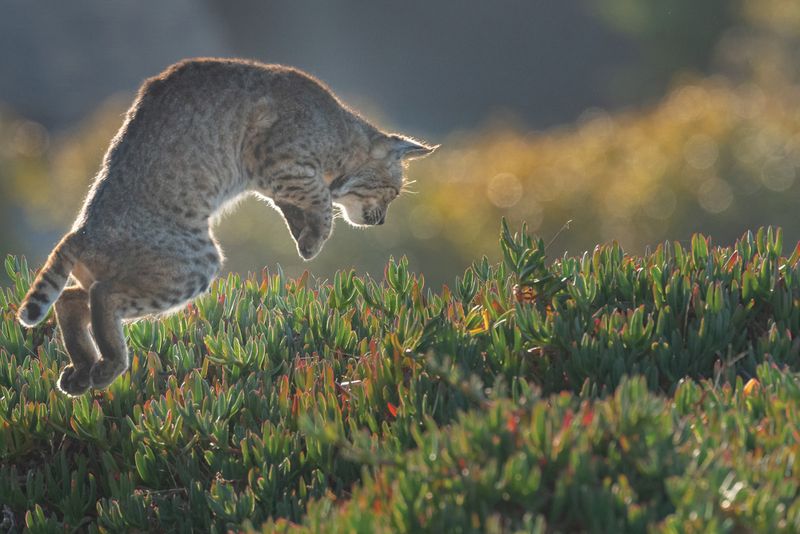 Bobcat