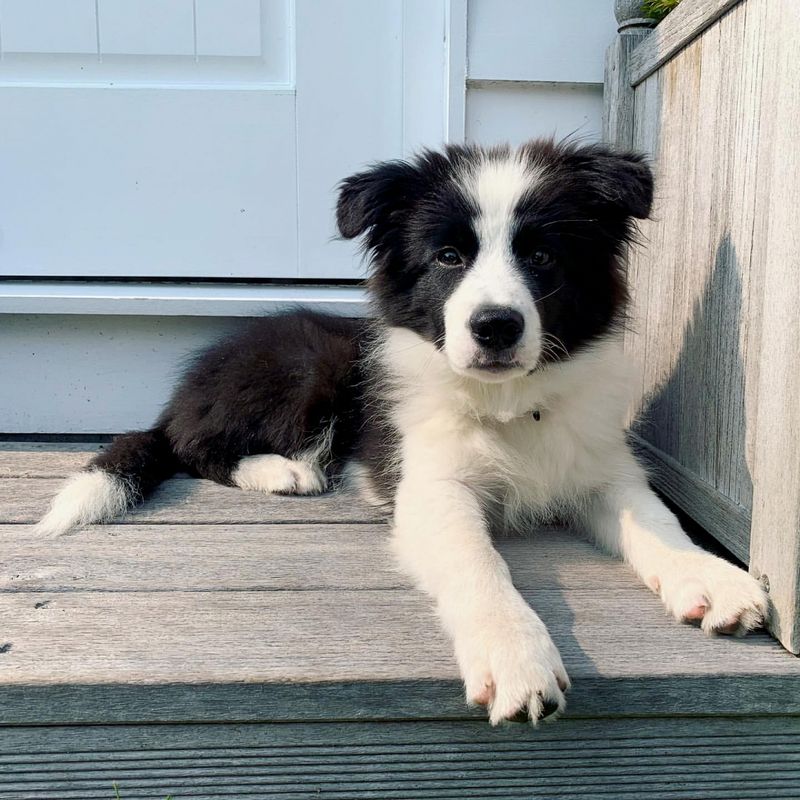 Border Collie