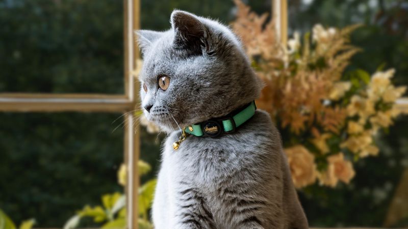 Breakaway Collars – A Must-Have Safety Feature