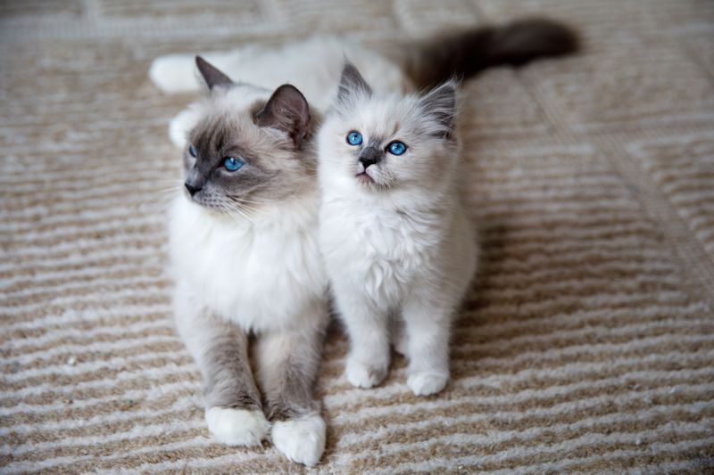 Breeds Multiple Cat Breeds at Once