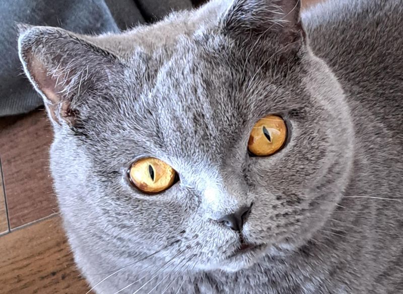 British Shorthair