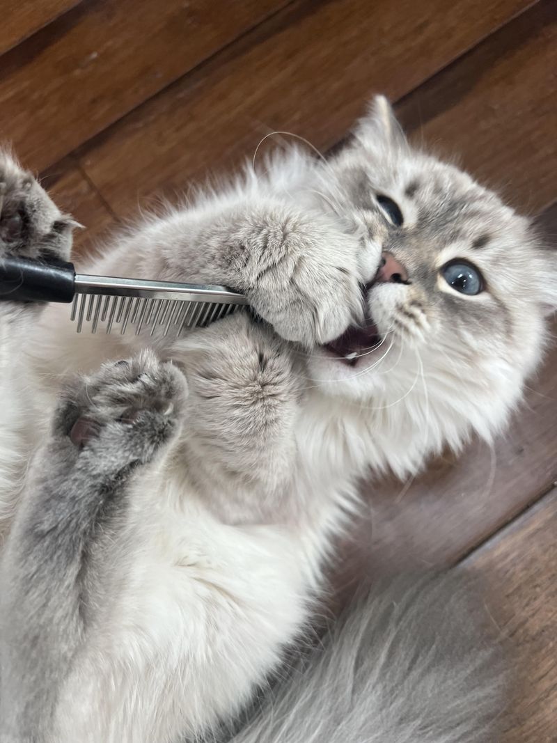 Brushing Bliss