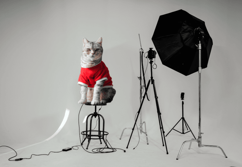 Build Your Cat’s Social Media Presence
