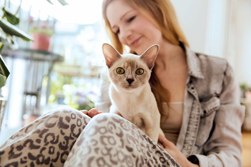 Burmese