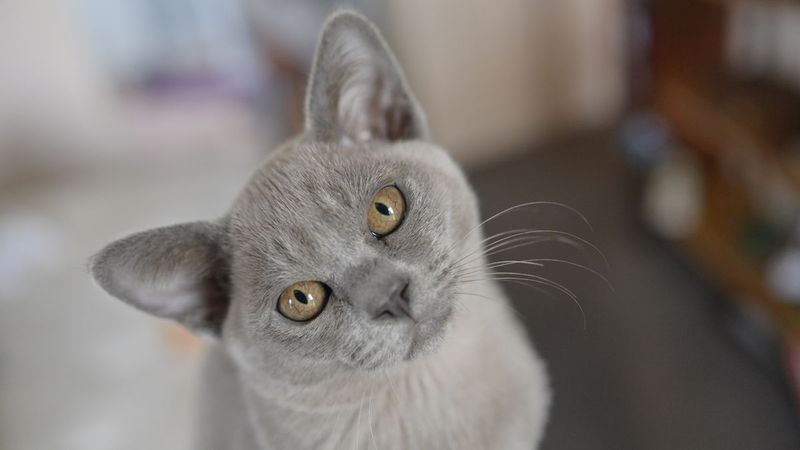 Burmese