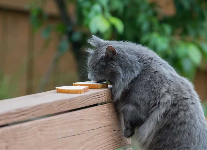Butter is Safe for Cats