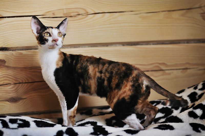 Calico