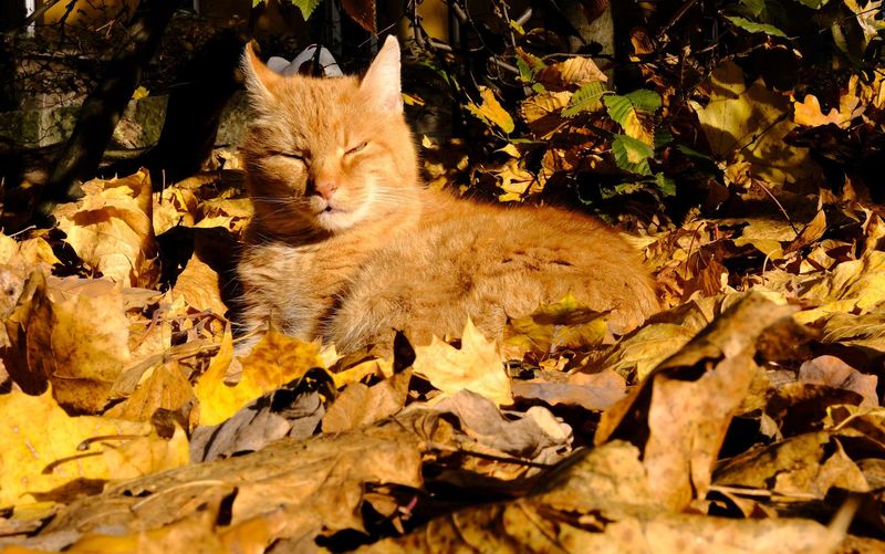 Camouflaging Fur