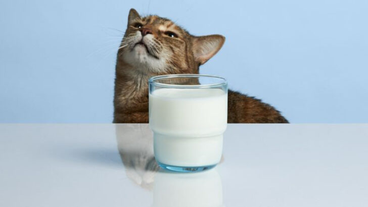 Can Cats Have Dairy? 15 Myths Debunked