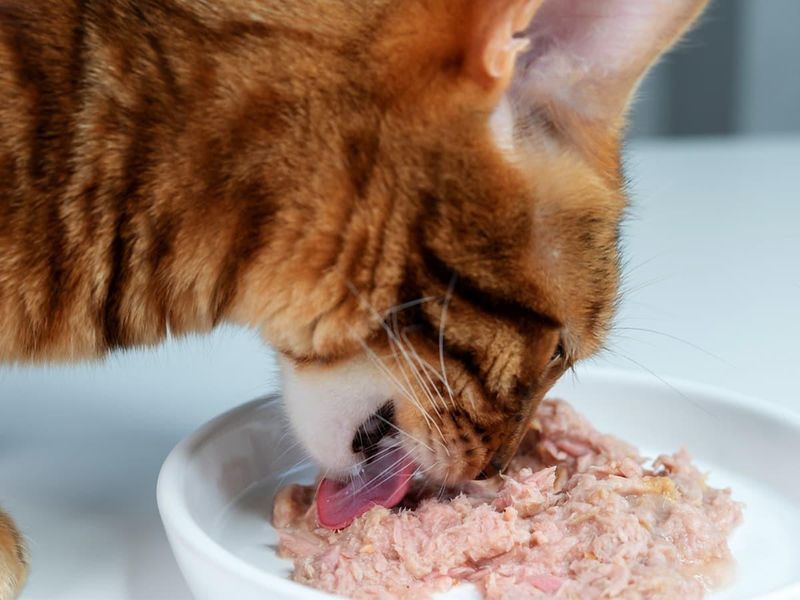 Canned Tuna