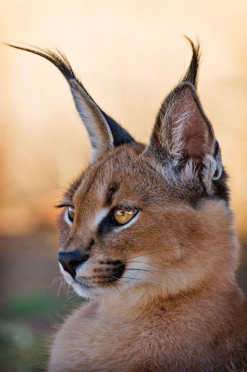 Caracal