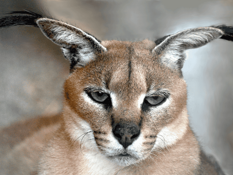 Caracal