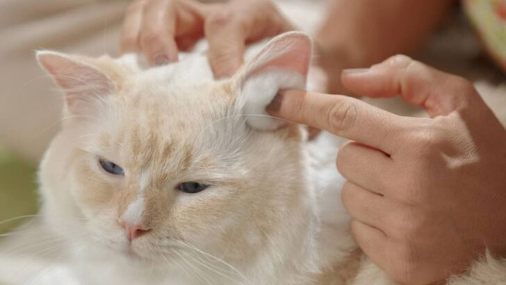 Cat Ear Cleaning – 15 Essential Practices and Precautions