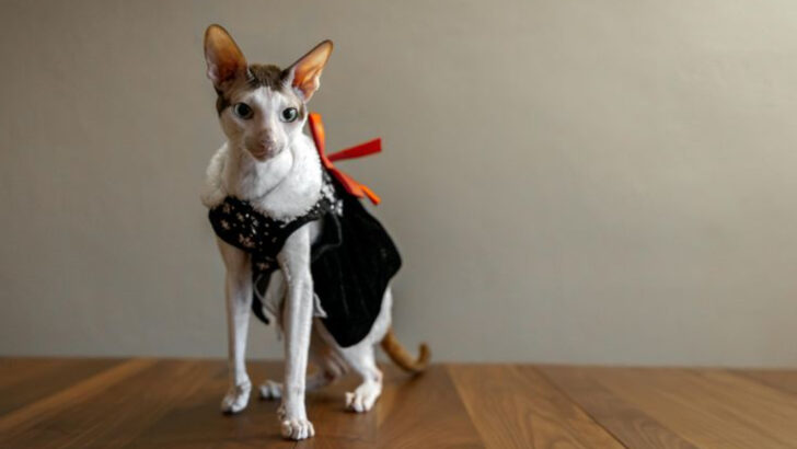 Cat Enthusiast’s Guide – 15 Important Differences Between Oriental Shorthair and Cornish Rex