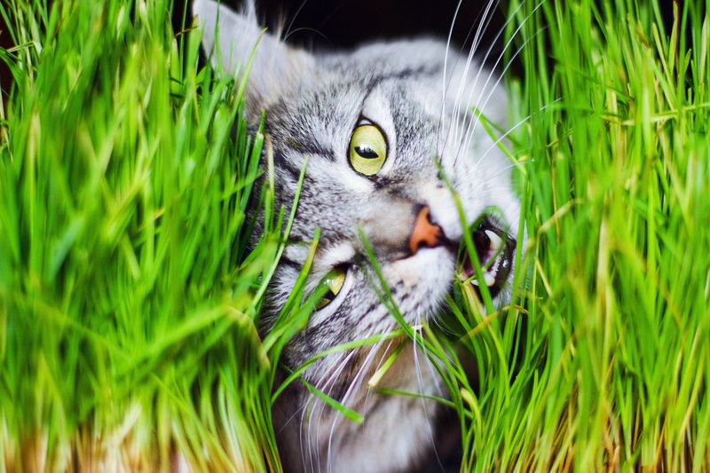 Cat Grass Planter